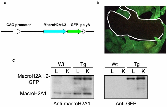 Fig. 2