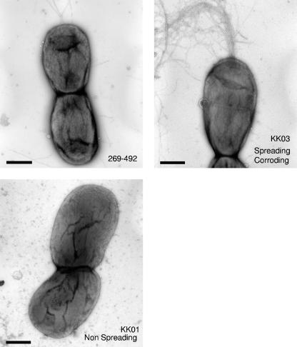 FIG. 2.