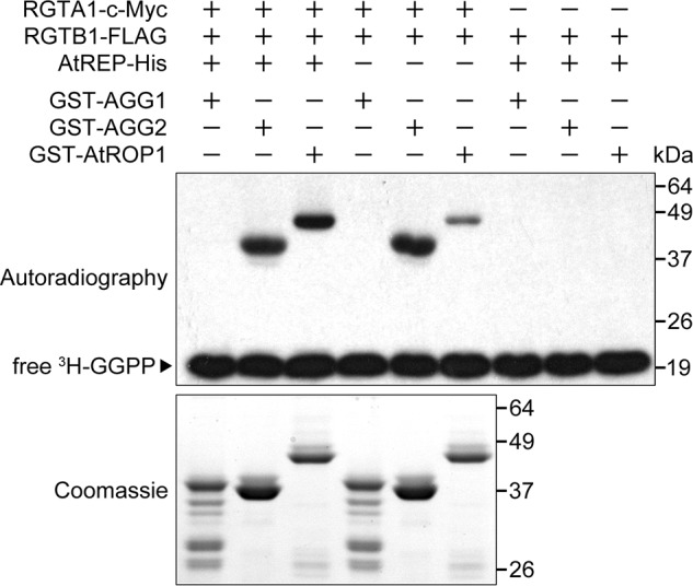 FIGURE 5.