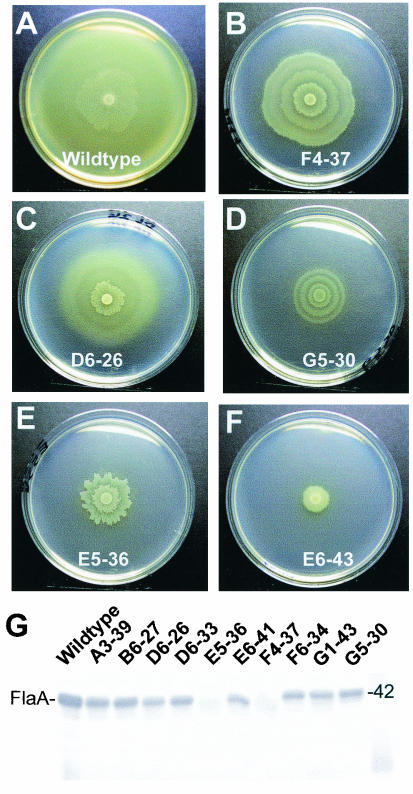 FIG. 2.