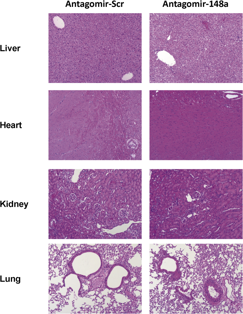 Supplemental Fig. 5