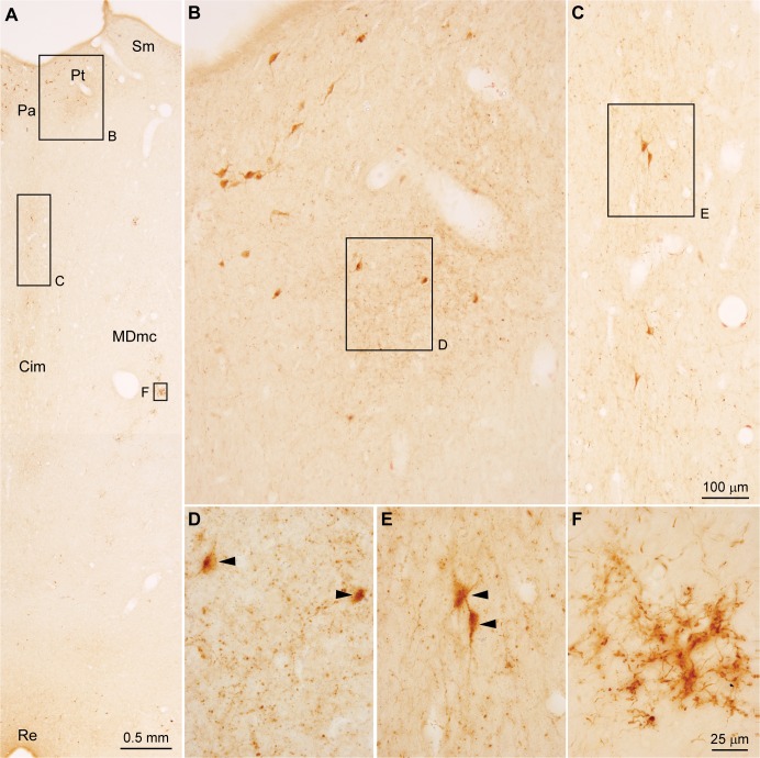 Fig 6