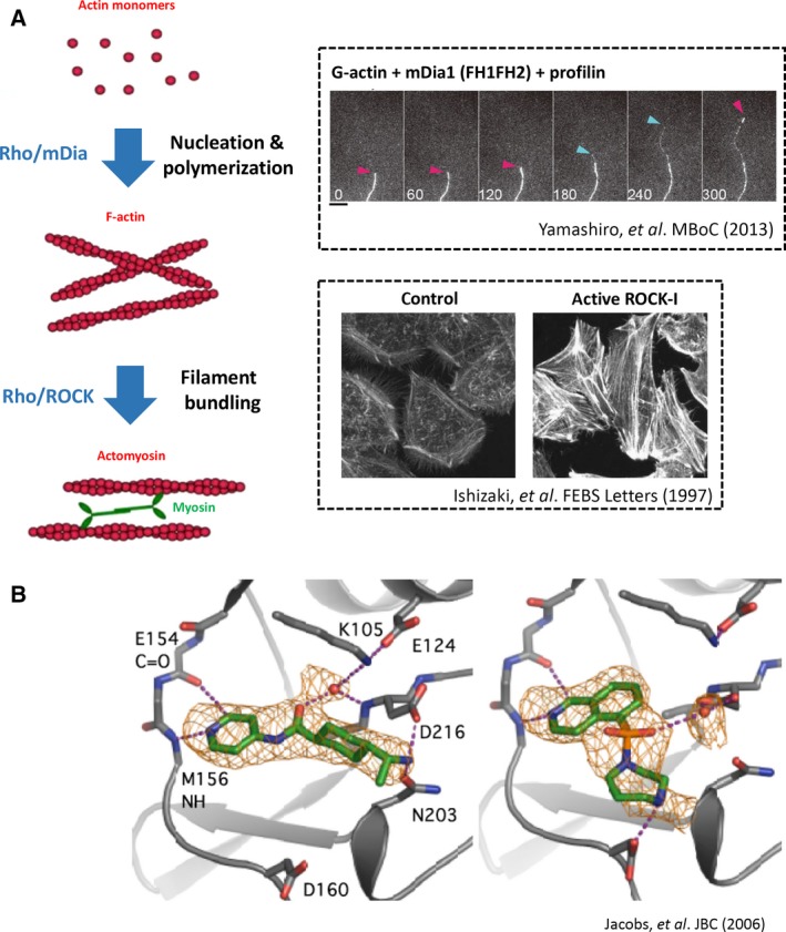 Rho signaling research: history, current status and future directions - PMC