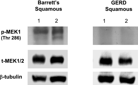 Fig. 9.