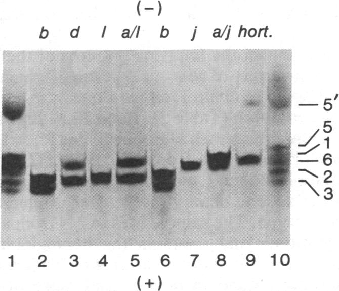 graphic file with name pnas00362-0182-a.jpg