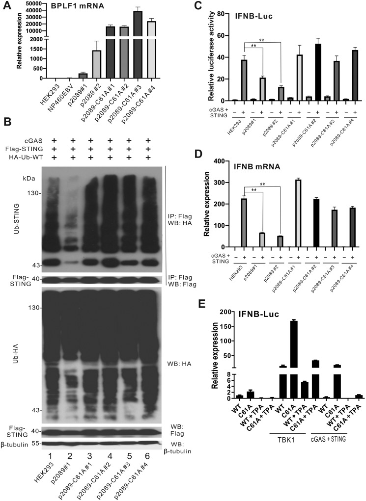 Fig 10