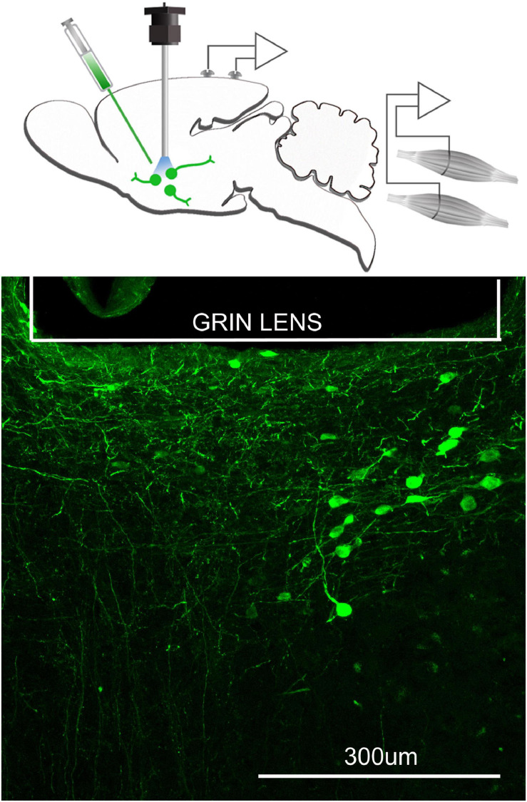 FIGURE 3