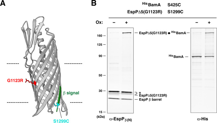 FIG 1