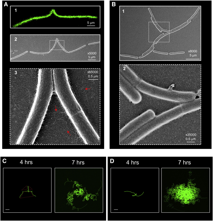 Figure 5