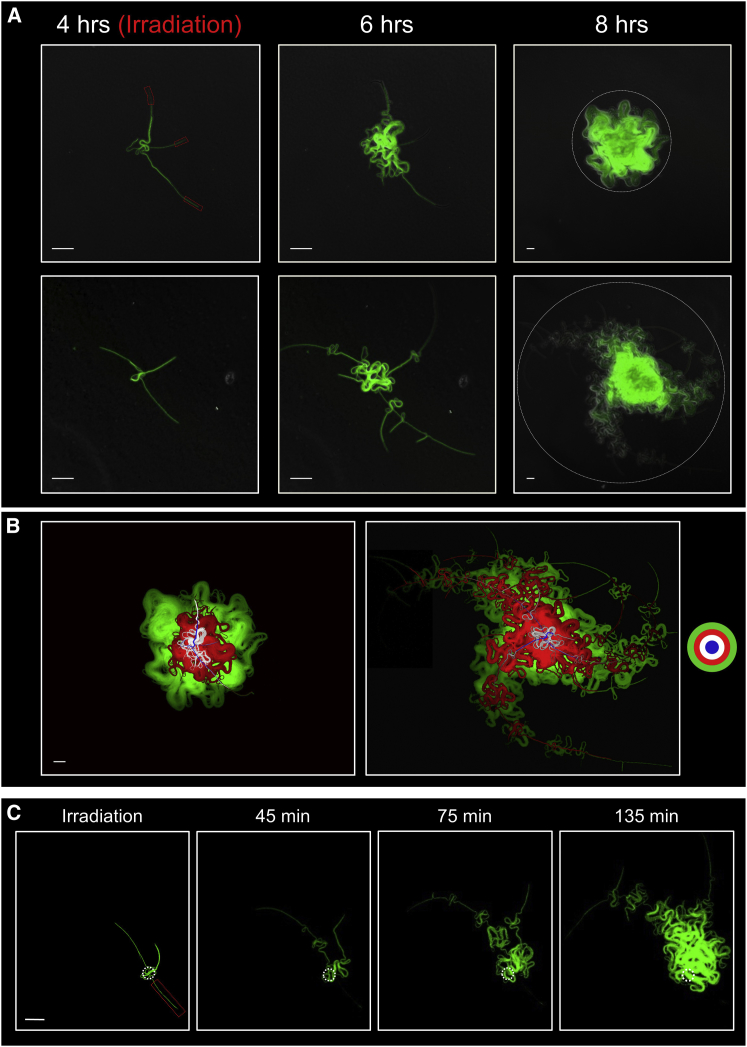 Figure 3