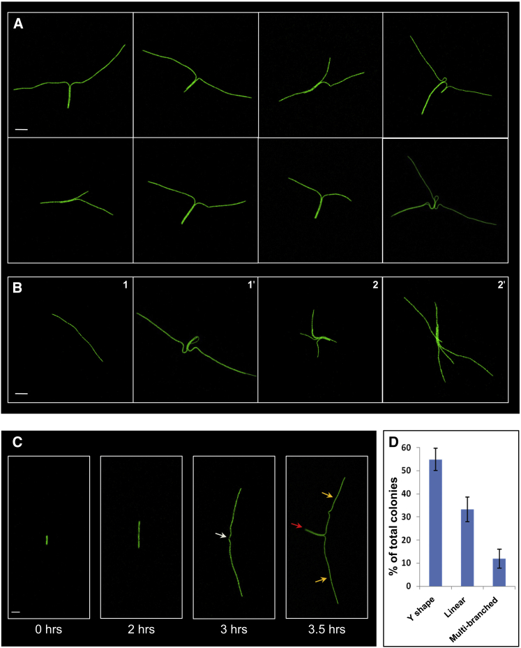 Figure 1