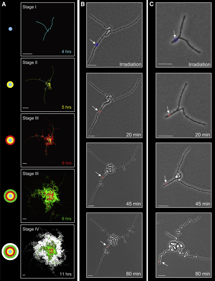 Figure 2