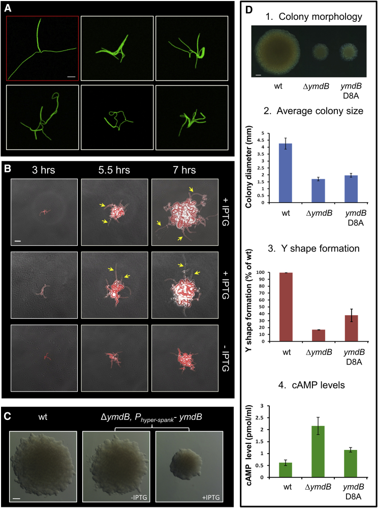 Figure 4