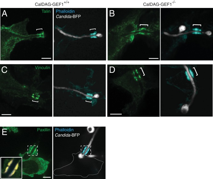 Figure 3—figure supplement 1.