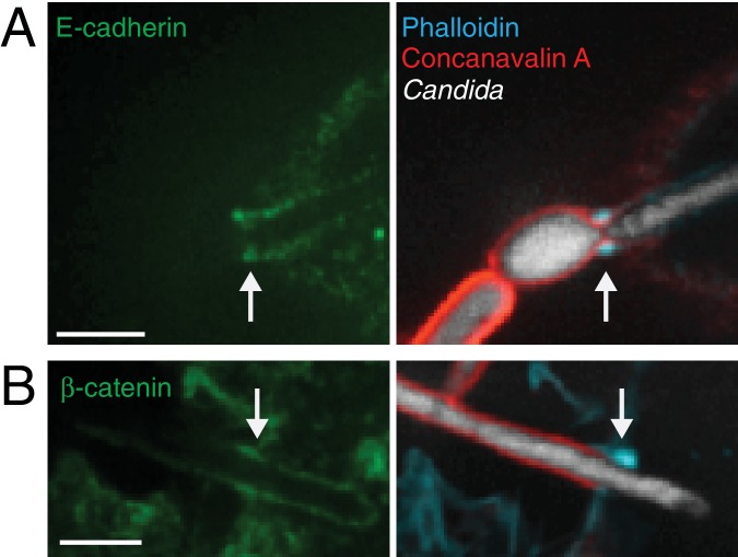 Figure 2—figure supplement 1.