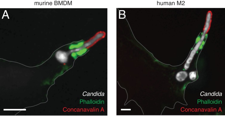 Figure 1—figure supplement 1.