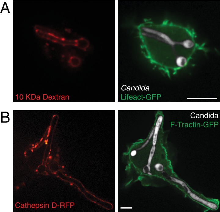 Figure 10—figure supplement 1.