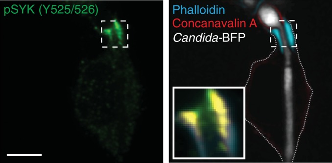 Figure 5—figure supplement 1.