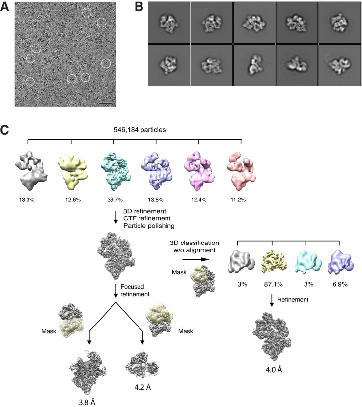 Figure 2—figure supplement 1.