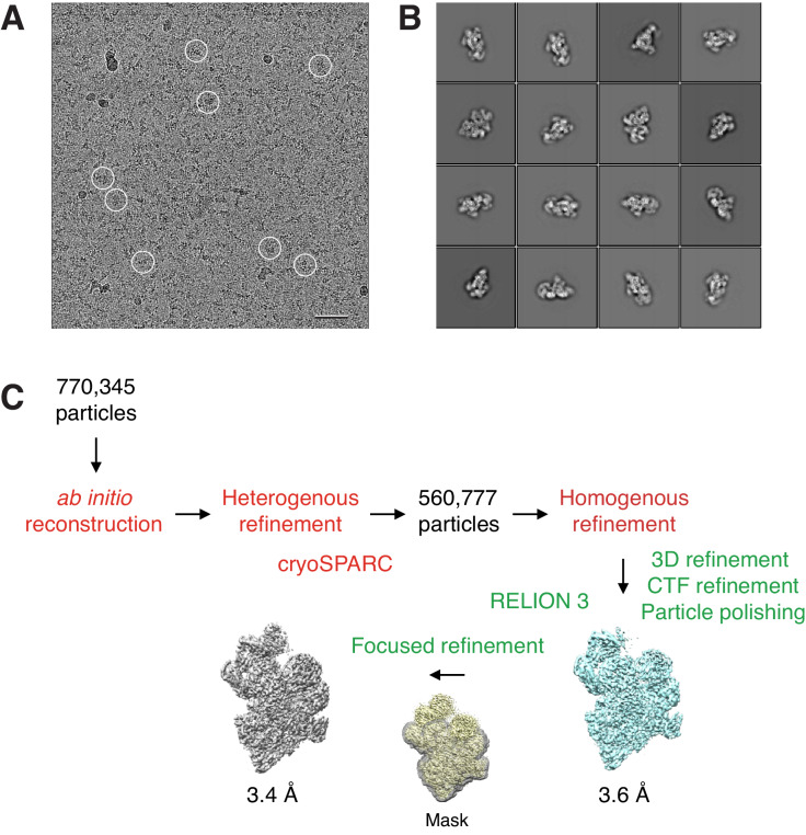 Figure 1—figure supplement 1.