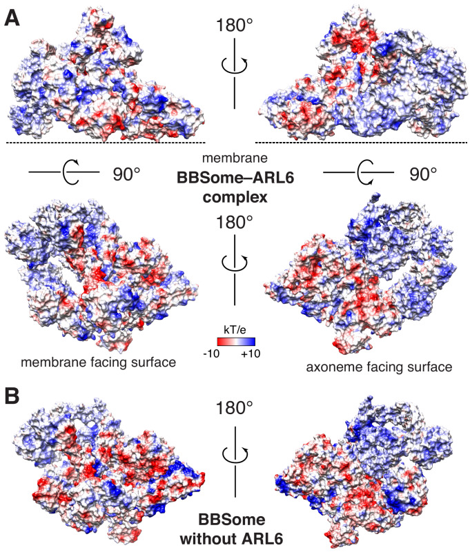 Figure 6—figure supplement 1.