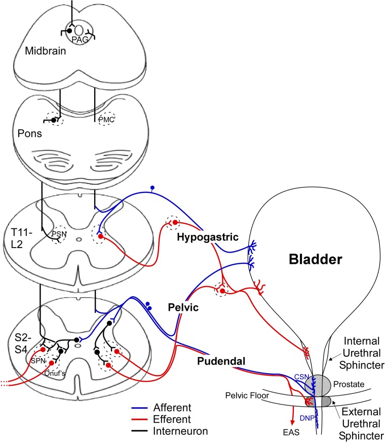 Figure 1 