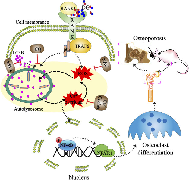 GRAPHICAL ABSTRACT