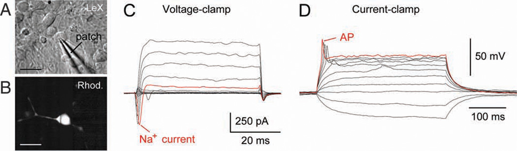 Fig. 4