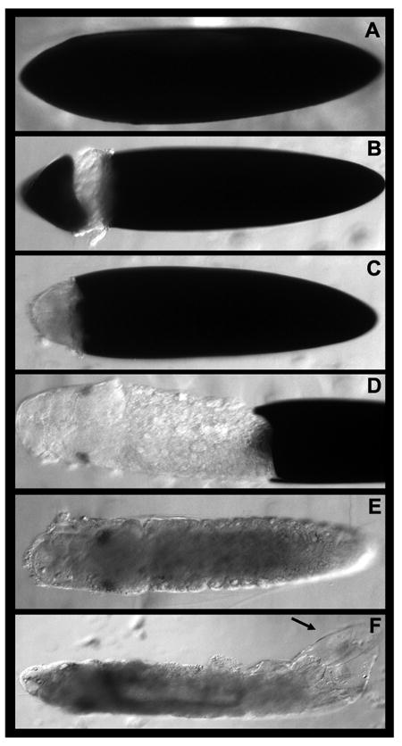 Dissection methodology for Ae. aegypti embryos