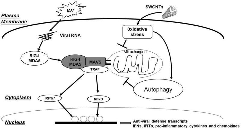 Figure 11.