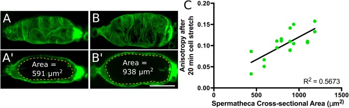 FIGURE 4: