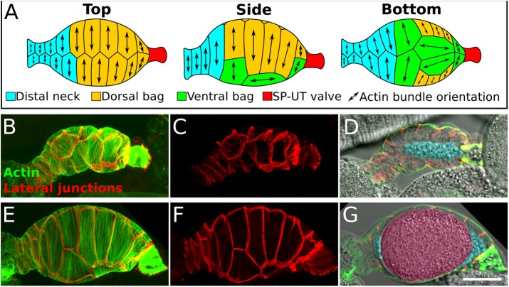 FIGURE 1: