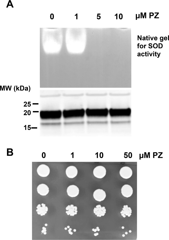 Figure 7.