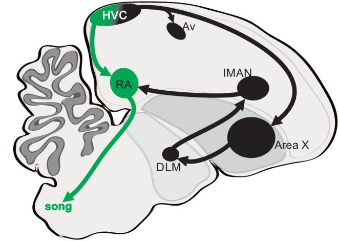 Figure 1—figure supplement 1.