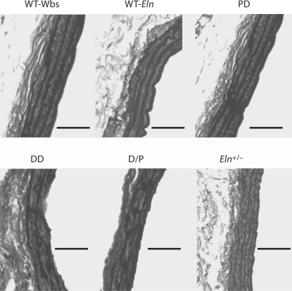 Fig. 5