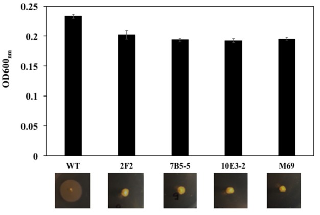 Figure 5