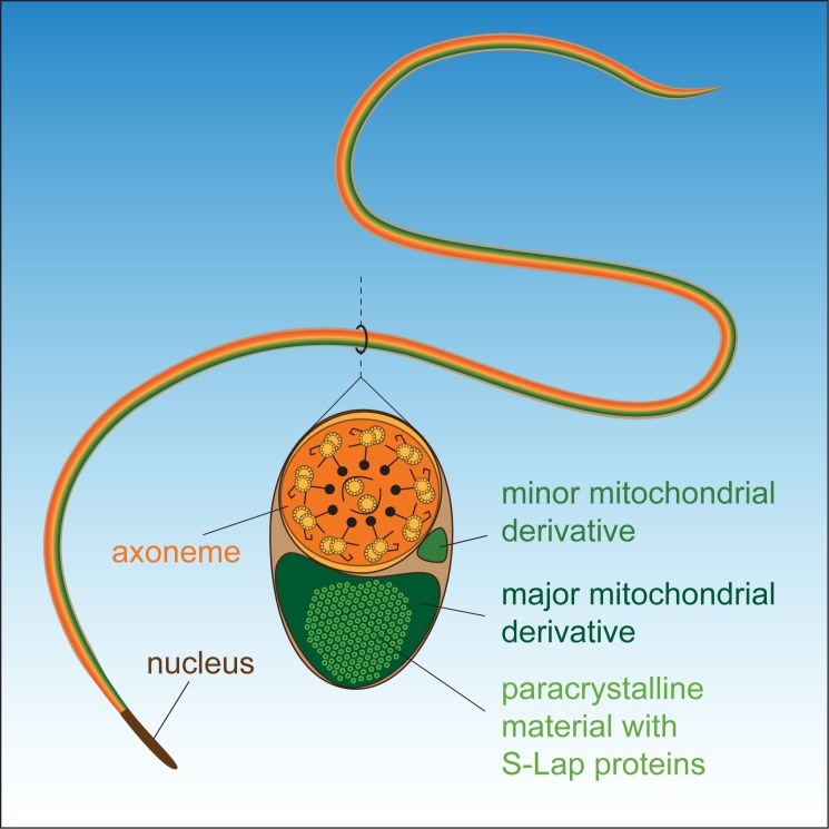 Fig 6