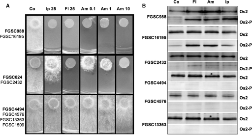 FIG. 8.