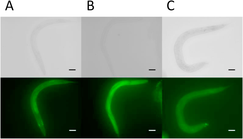 Fig. 9