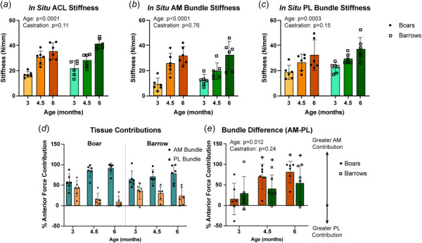 In situ ACL, AM bundle, and PL bundle stiffnesses increased throughout skeletal growth and were similar between boars and barrows. (a) ACL, (b) AM bundle, and (c) PL bundle in situ stiffnesses all increase from 3-month to 6-months. ACL and AM bundle in situ stiffnesses calculated during intact kinematics, and PL bundle in situ stiffnesses calculated during the AM bundle deficient kinematic state. (d) Tissue contributions varied across age, with the AM bundle becoming more dominant in boars and slowly increasing in barrows. (e) Difference in bundle contribution was similar in boars and barrows, with both increasing toward AM bundle dominance. Data presented as mean ± 95% confidence interval with main effects from two-way ANOVA shown in graph corner. + indicates p < 0.05 relative to zero (indicating AM≠PL) within age groups.