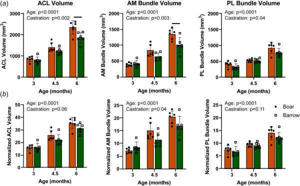 Boar and barrow ACL and bundle volumes all increased throughout skeletal growth and adolescence with barrows having smaller ACL and AM bundle. (a) Volumes of the ACL, AM bundle, and PL bundle increased steadily across adolescence, but barrows had smaller ACLs and AM bundles, but not PL bundles than boars. (b) Normalizing by bicondylar width to account for overall joint size reduced the differences in ACL and AM bundle volume between boars and barrows. Data presented as mean ±95% confidence interval with main effects from two-way ANOVA shown in graph corner. Bars indicate p < 0.05 between boars and barrows within ages.