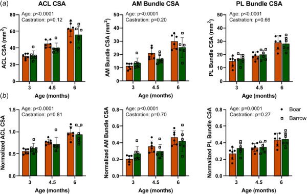 Boar and barrow ACL and bundle CSA increased throughout skeletal growth and adolescence in similar ways. (a)CSAs of the ACL, AM bundle, and PL bundle increased steadily across adolescence, and increases were similar between boars and barrows. (b) Normalizing by bicondylar width to account for overall joint size diminished any minor differences between boars and barrows. Data presented as mean ± 95% confidence interval with main effects from two-way ANOVA shown in graph corner.