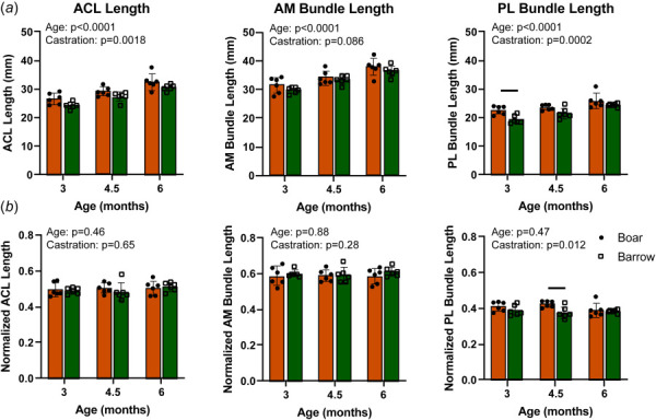 Boar and barrow ACL and bundle lengths all increased throughout skeletal growth and adolescence but had differing lengths. (a) Lengths of the ACL, AM bundle, and PL bundle increased steadily across adolescence, but barrows had shorter ACLs and PL bundles than boars. (b) Normalizing by bicondylar width to account for overall joint size diminished the differences in ACL length, but not PL bundle length, between boars and barrows. Data presented as mean ± 95% confidence interval with main effects from two-way ANOVA shown in graph corner. Bars indicate p < 0.05 between boars and barrows within ages.