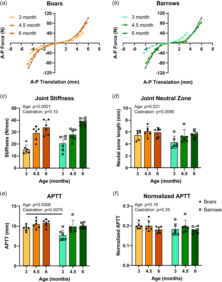 Joint stiffness, neutral zone, and APTT all change throughout skeletal growth with barrows having smaller neutral zones and lower raw laxity values than boars. Force translation curves are similar between (a) boars and (b) barrows, with increasing slopes, indicating (c) more stiff joints throughout skeletal growth. (d) Joint neutral zone slowly increases across age in boars and barrows, but more prominently in the barrow group. (e) Castration and age had significant impacts on joint APTT yet had (f) no significant impact after normalizing to joint size. Force translation data presented as mean forces and mean translations. All other data presented as mean ± 95% confidence interval with main effects from two-way ANOVA shown in graph corner. Bars indicate p < 0.05 between boars and barrows within ages.