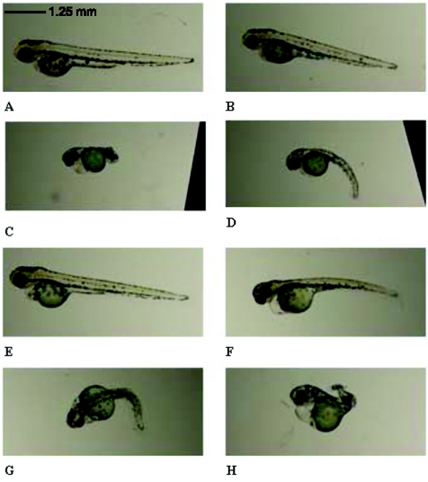 Figure  5. 