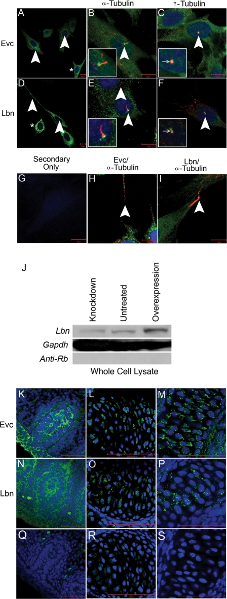 Figure 3.