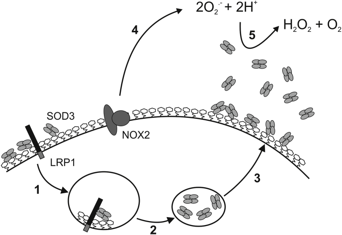 Fig. 8