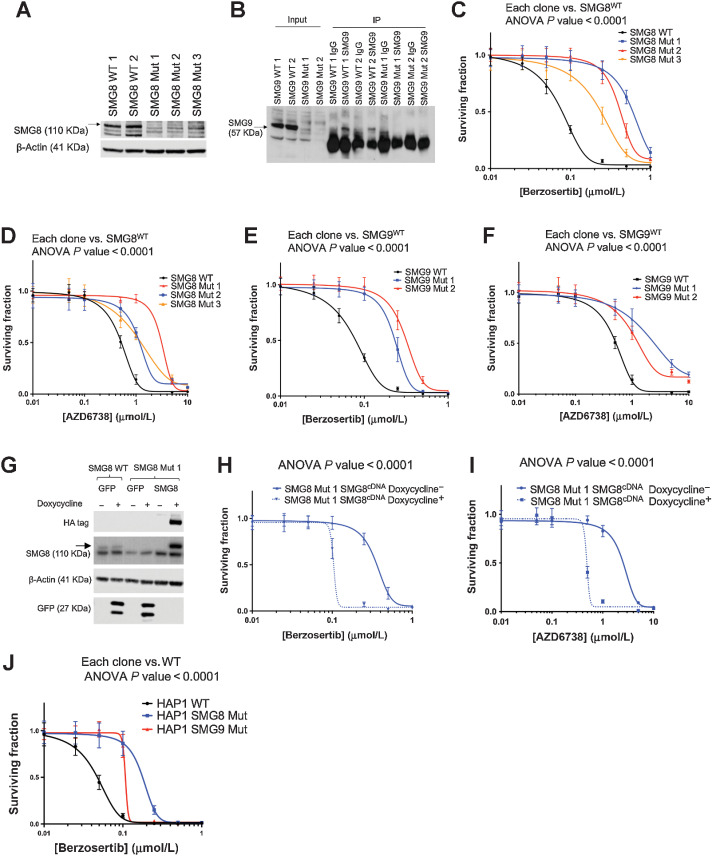 Figure 2. SMG8 and SMG9 deficiency causes resistance to ATR inhibition. A, YCC6 SMG8 mutant clones show lower levels of SMG8 protein expression compared with SMG8 WT YCC6 cells by Western blotting. B, YCC6 SMG9 mutant clones show no SMG9 protein expression compared with SMG9 WT YCC6 cells by immunoprecipitation. C–F, SMG8 and SMG9 mutant clones are resistant to ATRi (384-well plate, 5-day assay), compared with the WT cells. G, Western blot analysis showing doxycycline-inducible overexpression of HA-tagged SMG8 cDNA in SMG8 Mut 1 clone. Doxycycline-inducible GFP cDNA overexpression serves as a negative control. H and I, ATRi dose–response survival curves (384-well plate, 5-day assay) illustrating a resensitization to berzosertib and AZD6738 in the SMG8 Mut 1 clone when SMG8 overexpression was induced by doxycycline exposure (dotted line, compared with the continuous line) J, SMG8 (blue) and SMG9 (red) mutant HAP1 cells are resistant to ATRi (384-well plate, 5-day assay). All panels of this figure are representative of three or more biological replicates.