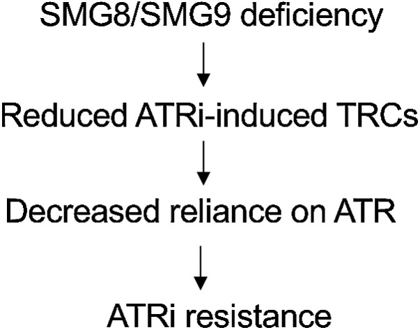 Figure 5. A proposed model of ATRi resistance caused by SMG8/9 loss of function.