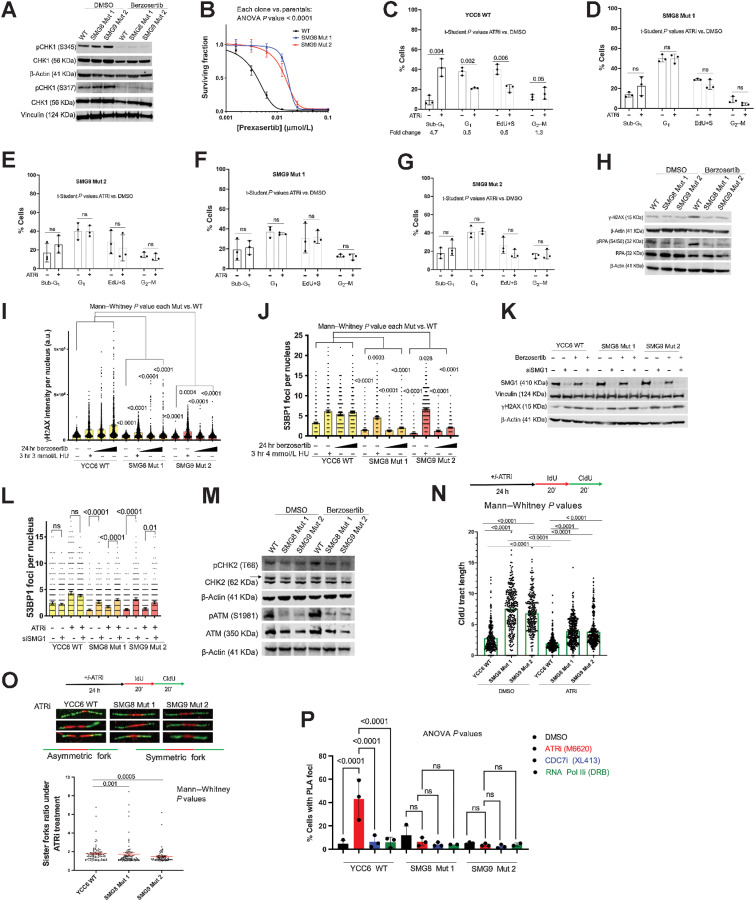 Figure 4. SMG8/9 mutation does not reverse the inhibition of ATR/CHK1 signaling but abrogates ATRi-associated cell-cycle effects, RFS, and TRCs. A, SMG8 and SMG9 mutant cells do not show increased pCHK1 (Ser317 and Ser345) or total CHK1 protein expression levels compared with the WT cells after 24 hours of DMSO or 400 nmol/L berzosertib exposure. B, SMG8 (blue) and SMG9 (red) mutant cells are resistant to the CHK1i prexasertib (384-well plate, 5-day assay), compared with the WT cells (black). C–G, Flow cytometry EdU/propidium iodide staining cell-cycle analysis showing the percentage of cells in sub-G1, G1, active S-phase (EdU+ cells) and G2–M cells in the WT cells, two SMG8 mutant and two SMG9 mutant clones after 48 hours of DMSO or 150 nmol/L ATRi exposure. H, SMG8 and SMG9 mutant cells show lower levels of γ-H2AX and pRPA (S4/S8) protein expression after 48 hours of DMSO or 150 nmol/L berzosertib exposure by Western blot analysis. I, SMG8 (orange) and SMG9 (red) mutant cells show lower levels γ-H2AX intensity compared with the WT cells (yellow) after 24 hours of DMSO or 400 or 800 nmol/L of ATRi exposure, despite showing an increase in γ-H2AX intensity after 3 hours of 3 mmol/L HU. A complete version of the representative image can be found in Supplementary Fig. S4D and S4E. J, SMG8 (orange) and SMG9 (red) mutant cells show lower levels of p53BP1 foci compared with the WT cells (yellow) after 24 hours of DMSO or 400 or 800 nmol/L of ATRi exposure, despite showing an increase in the number of 53BP1 foci after 3 hours of 3 mmol/L HU. A complete version of the representative image can be found in Supplementary Fig. S4D and S4E. K, Western blot analysis showing that SMG1 knockdown rescues levels of γ-H2AX protein expression in the SMG8 and SMG9 mutant cells after 24 hours of DMSO or 300 mmol/L berzosertib exposure in cells transfected with 1 nmol/L siSMG1 or siCON2, 72 hours before protein extraction. L, SMG1 knockdown rescues the levels of 53BP1 foci in the SMG8 and SMG9 mutant cells after 24 hours of DMSO or 400 or 800 nmol/L of berzosertib exposure after their transfection with 2 μmol/L of siSMG1 or siCON2, 72 hours before protein extraction. HU (3 hours of 3 mmol/L) is used as a positive control. M, SMG8 and SMG9 mutant cells show lower levels of pCHK2 (T68) and pATM (S1981) protein expression by Western blotting in the SMG8 Mut 1 and SMG9 Mut 2 cells after 48 hours exposure to DMSO or 150 nmol/L berzosertib, compared with the WT. N, SMG8 and SMG9 mutant cells show increased CIdU track length (a.u.) compared with WT cells in a DNA fibre assay after 24 hours of 300 nmol/L berzosertib or DMSO exposure (20 minutes incubation with 25μmol/L IdU and 20 minutes incubation with 125 μmol/L CIdU). O, SMG8 and SMG9 mutant cells present decreased forks ratio (a.u.) compared with the WT cells in a DNA fibre assay after 24 hours of 300 nmol/L berzosertib exposure (20 minutes incubation with 25 μmol/L IdU and 20 minutes incubation with 125 μmol/L CIdU). P, SMG8 and SMG9 mutant cells present lower levels of RNAPolII/PCNA PLA foci (measuring TRCs) per cell after 24 hours of 300 nmol/L ATRi, DMSO or 2 hours of 80 μmol/L of the RNAPII inhibitor DRB exposure. P values were calculated using a one-way ANOVA test). All images are representative of three or more biological replicates.